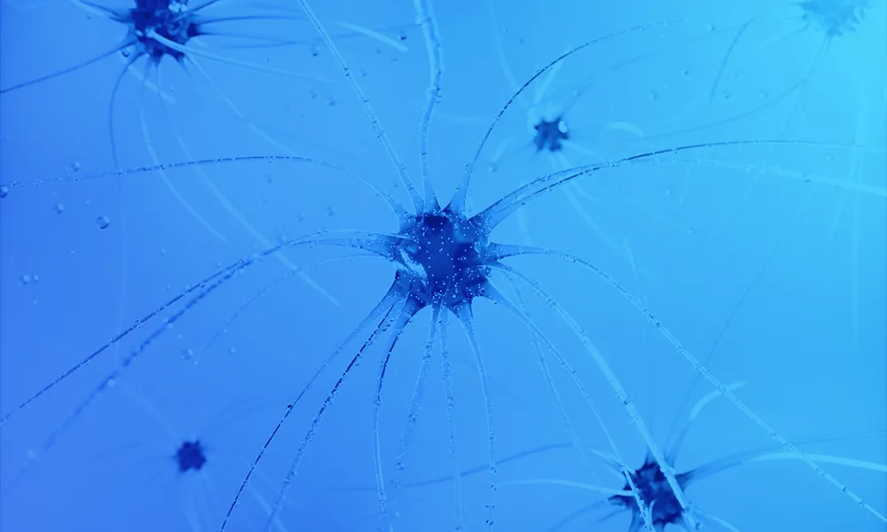 Neurons in the human body